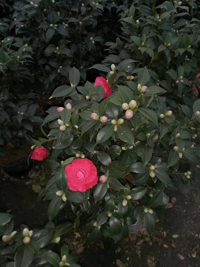 赤丹红中国红茶花各种规格开花鲜艳