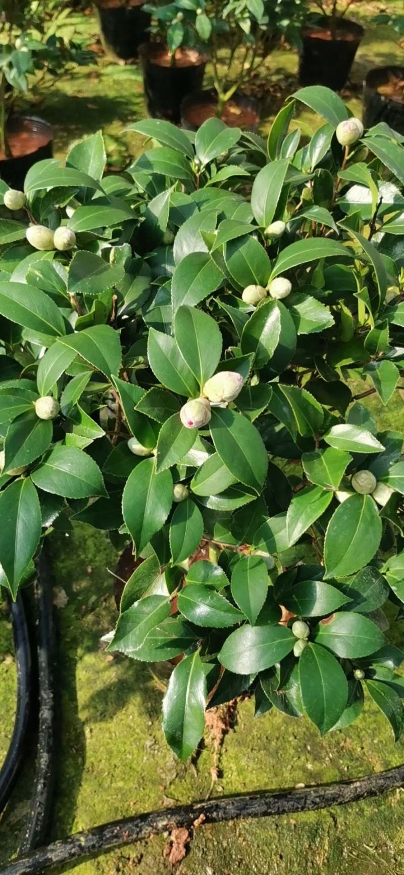 赤丹红中国红茶花各种规格开花鲜艳