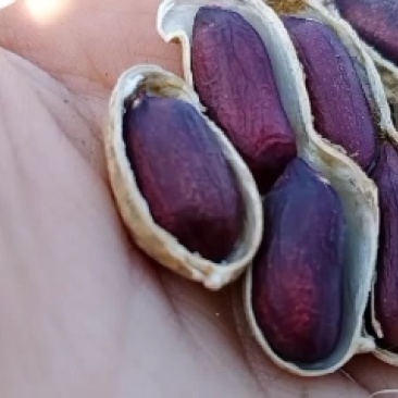 大量批发黑花生米黑花生米