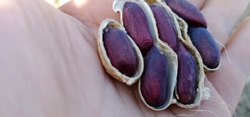 大量批发黑花生米黑花生米