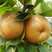 【热卖】山东梨树苗新品种，秋月梨晚熟当年结果现挖现发货