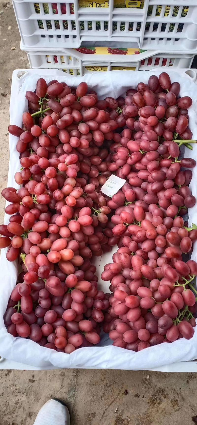 葡萄，克伦生葡萄海量货源，大颗粒红度好，翠翠甜甜