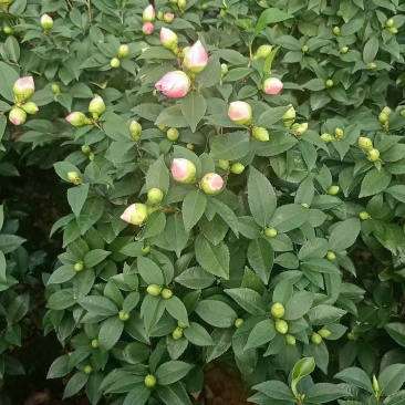 香茶带香味十足各地规格开花大朵