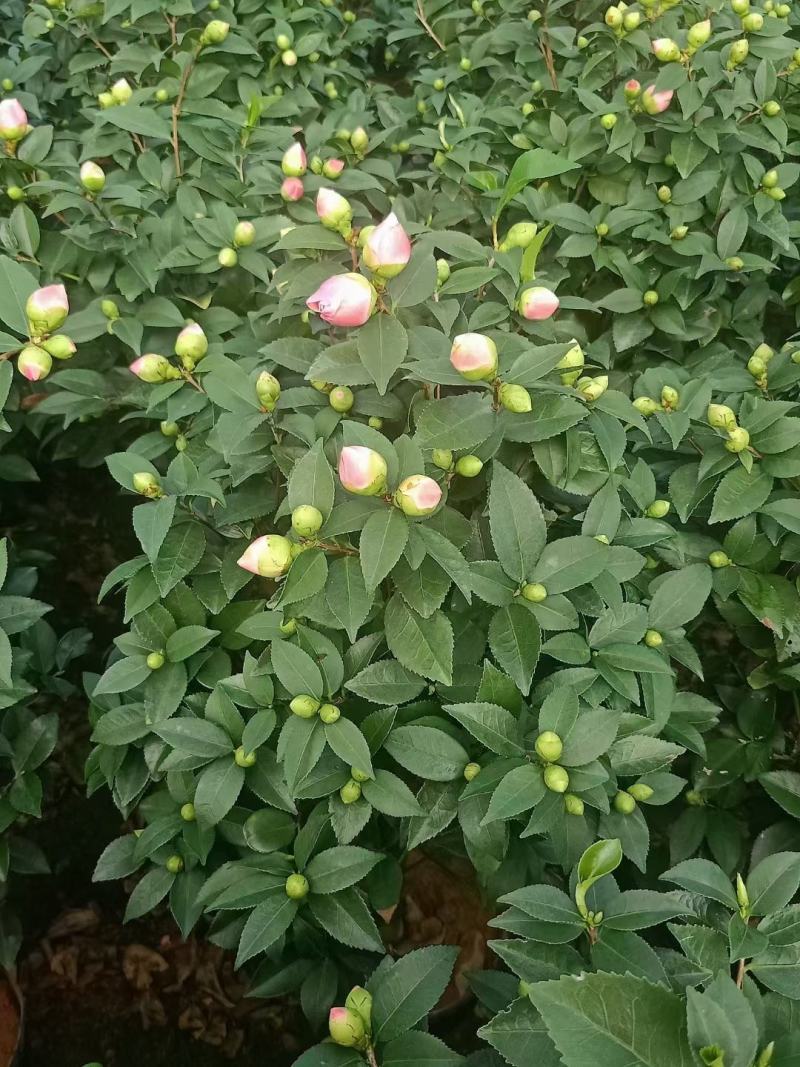 香茶带香味十足各地规格开花大朵