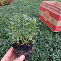 薰衣草，薰衣草苗，薰衣草花海，山东薰衣草，薰衣草基地
