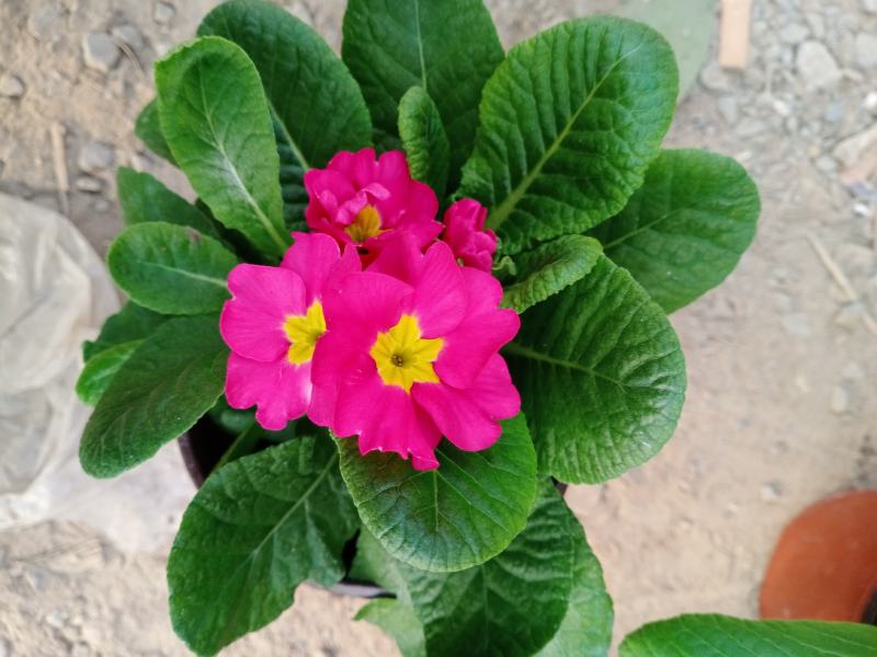 报春花，耐寒花卉，山东报春花