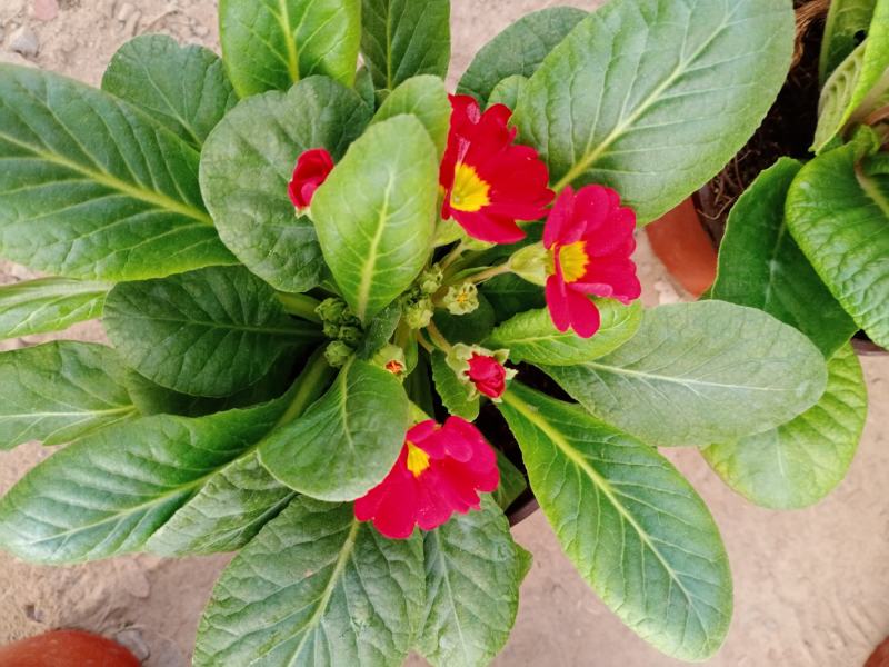 报春花，耐寒花卉，山东报春花