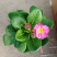 报春花,耐寒花卉,山东报春花