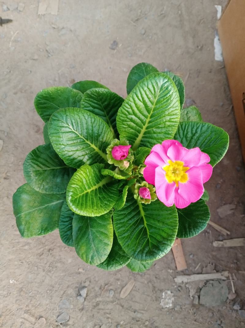 报春花，耐寒花卉，山东报春花
