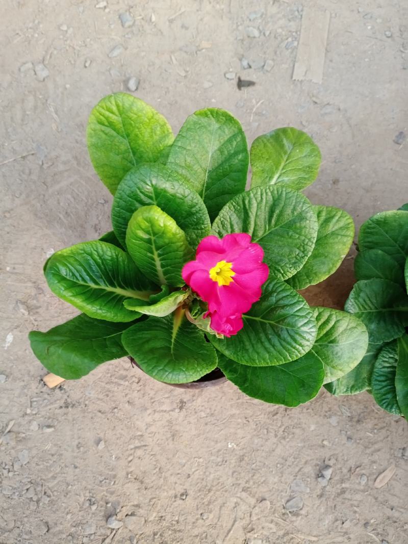 报春花，耐寒花卉，山东报春花