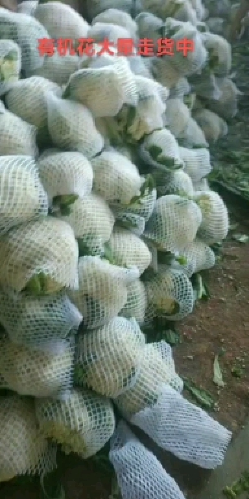 精品白面青梗有机花大量上市中。面白，梗青，有专业的包装团