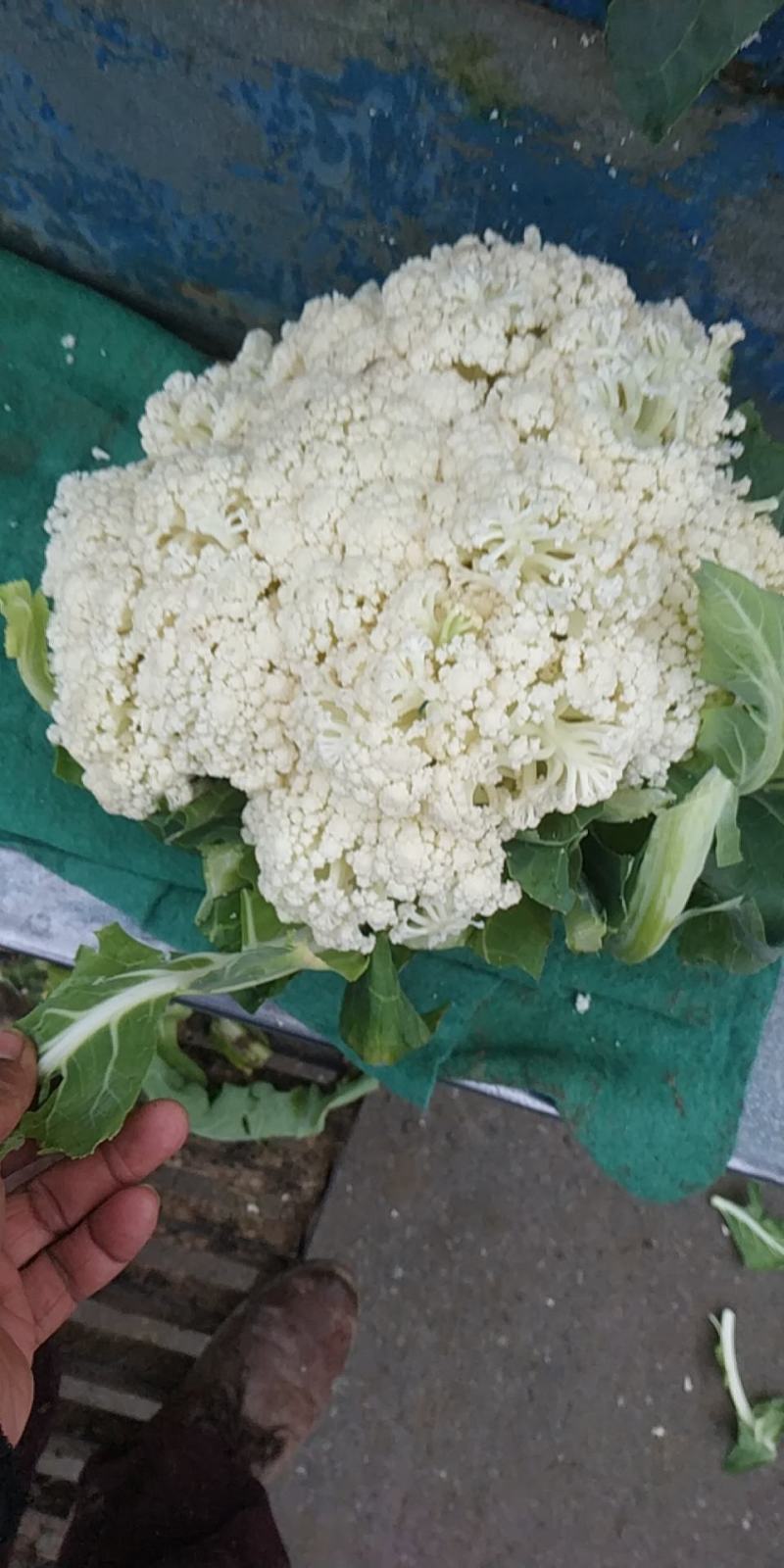精品白面青梗有机花大量上市中。面白，梗青，有专业的包装团