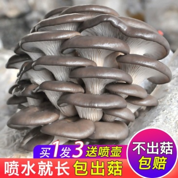 家庭蘑菇菌包食用菌室内蘑菇种植菌棒姫菌种菌菇多省包邮免运