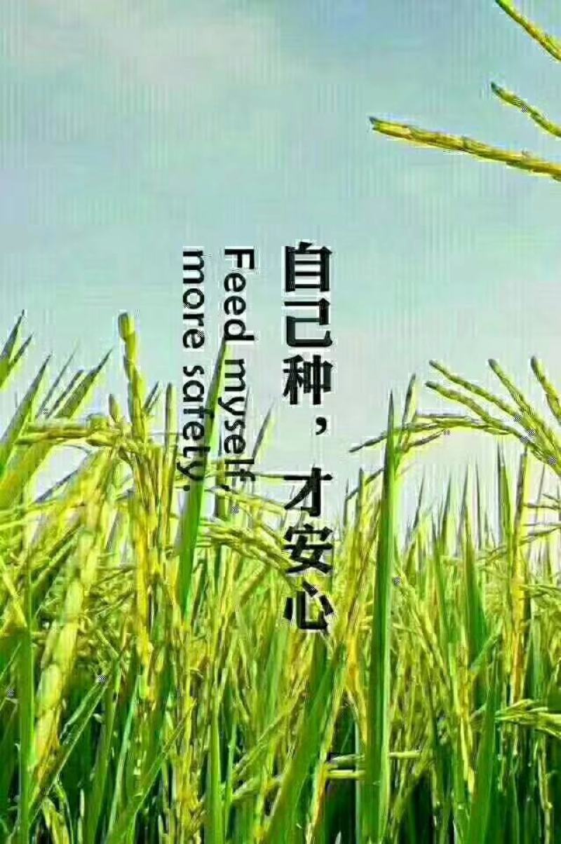 东北富硒大米，自产自销，一件代发