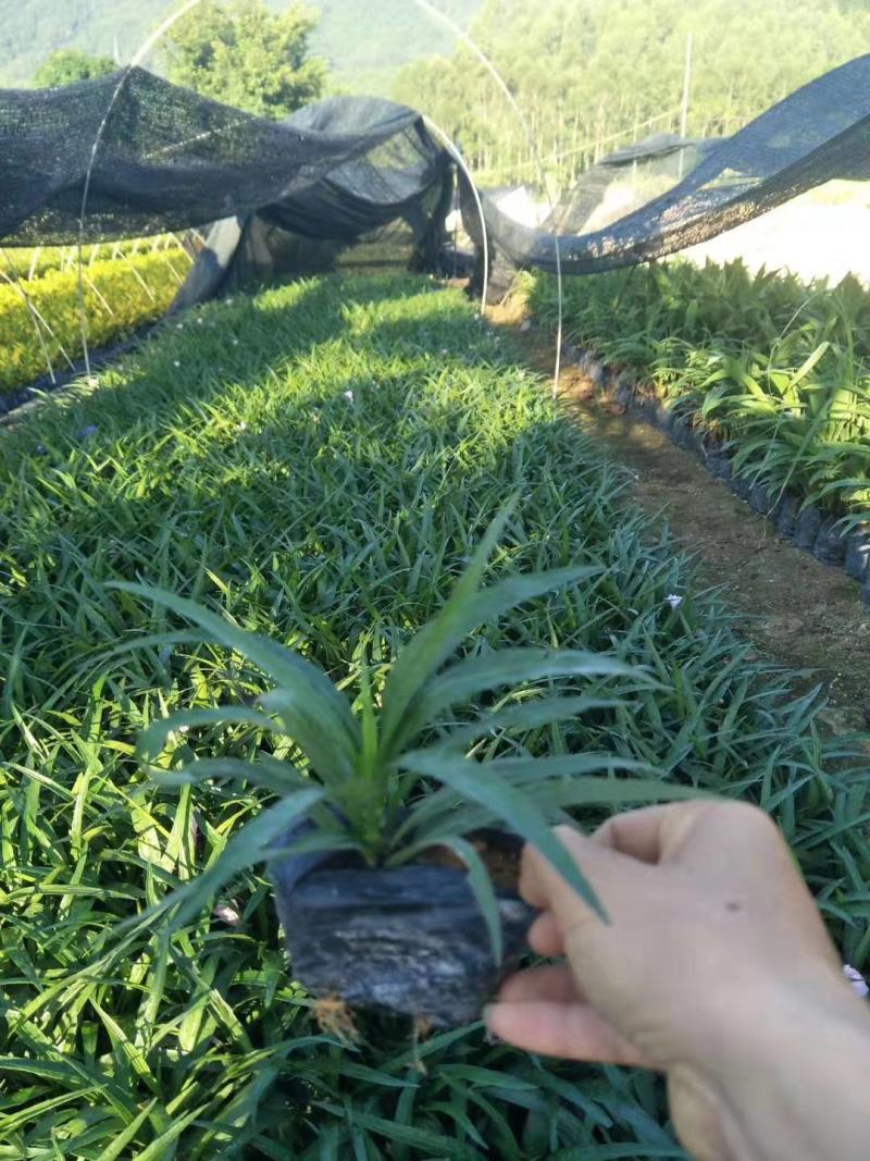 蓝花莉福建漳州蓝花莉绿化庭院设计基地直供大小规格袋苗