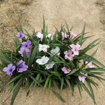 蓝花莉福建漳州蓝花莉绿化庭院设计基地直供大小规格袋苗
