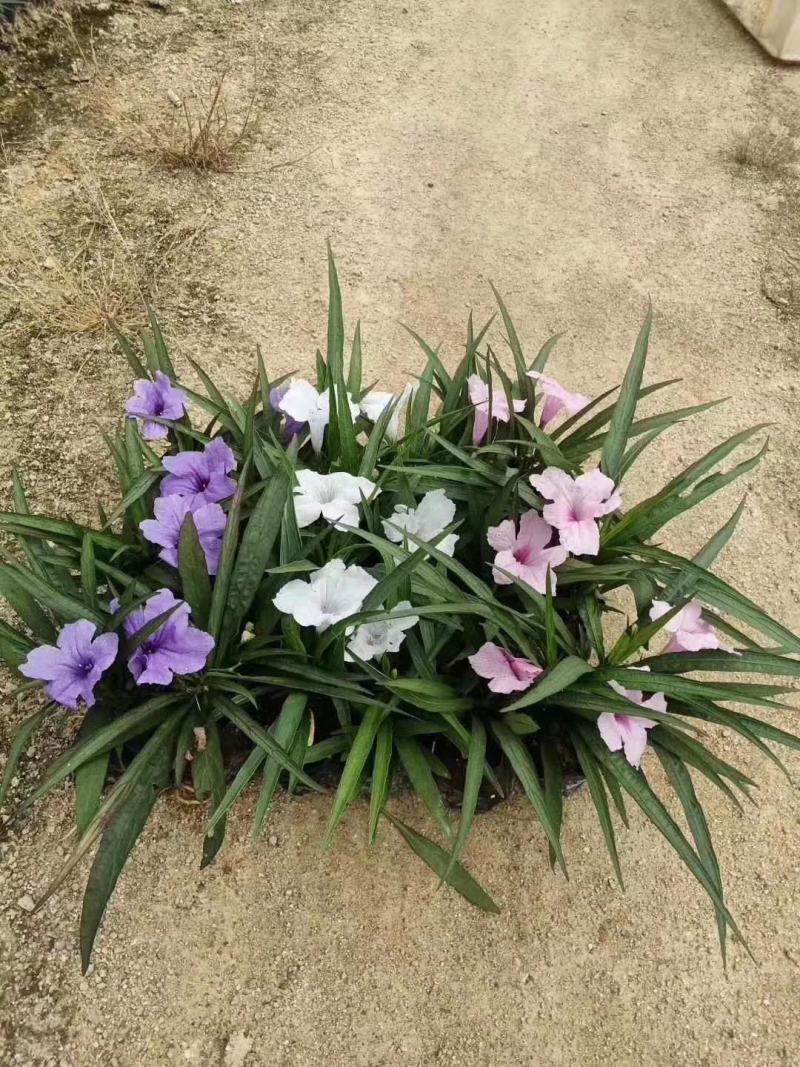 蓝花莉福建漳州蓝花莉绿化庭院设计基地直供大小规格袋苗