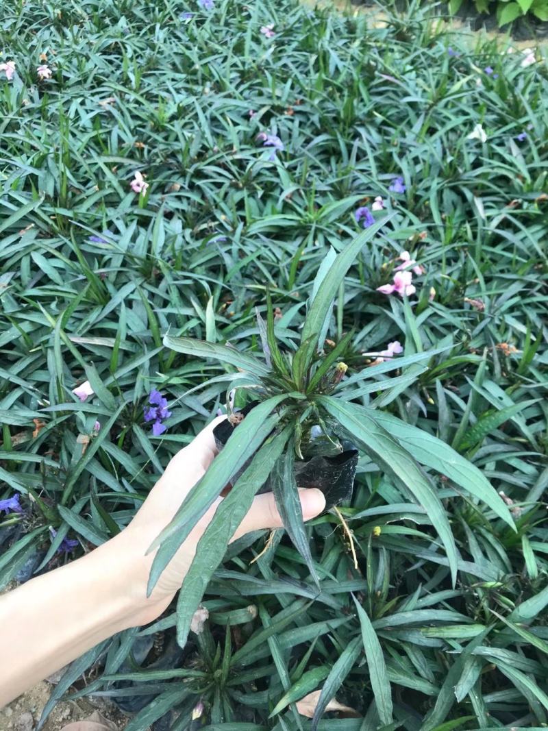 蓝花莉福建漳州蓝花莉绿化庭院设计基地直供大小规格袋苗