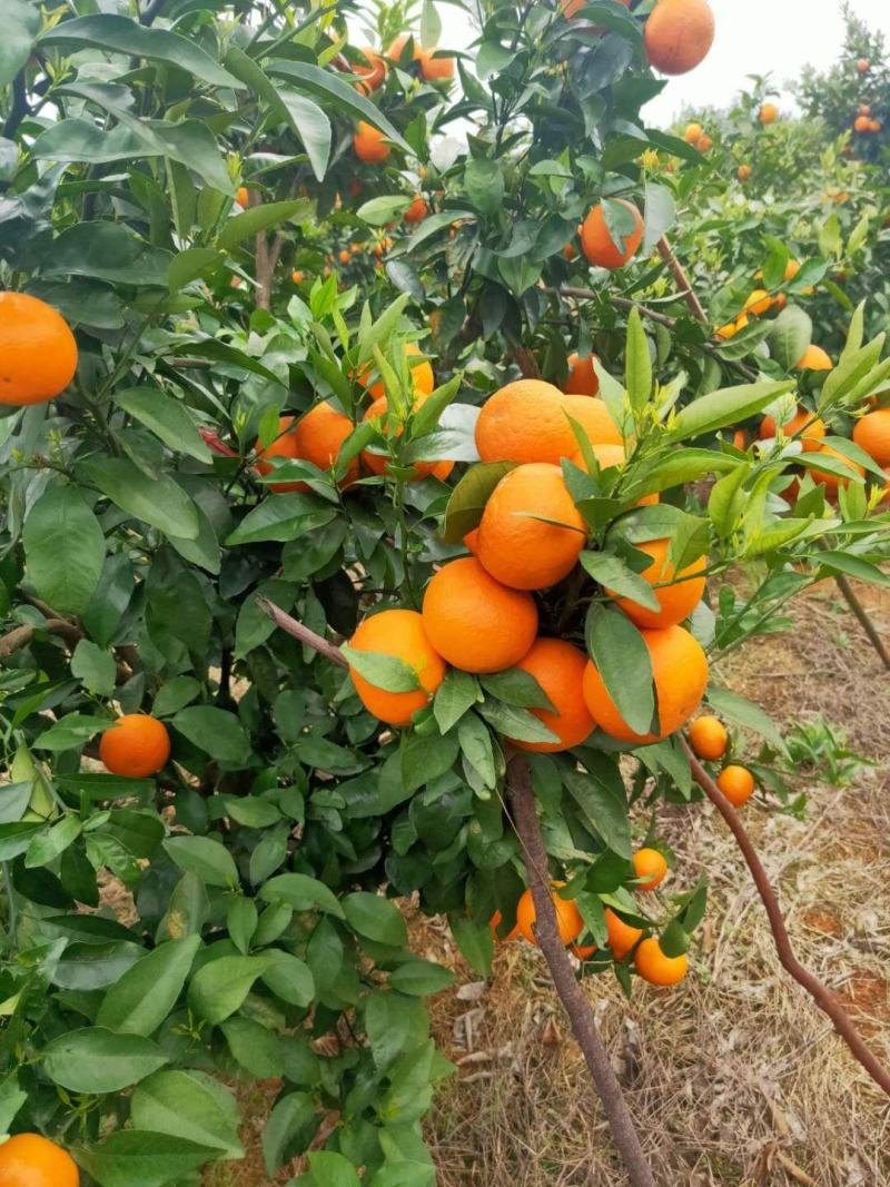 大量沃柑上市啦需要的联系我