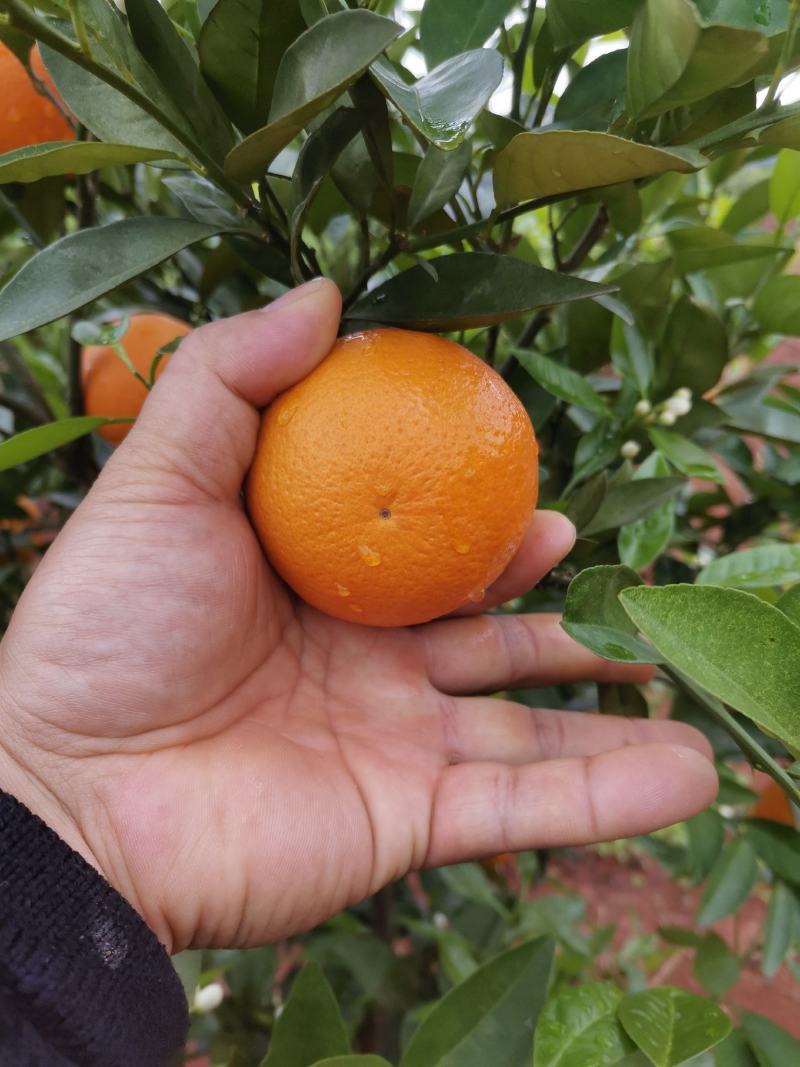 大量沃柑上市啦需要的联系我