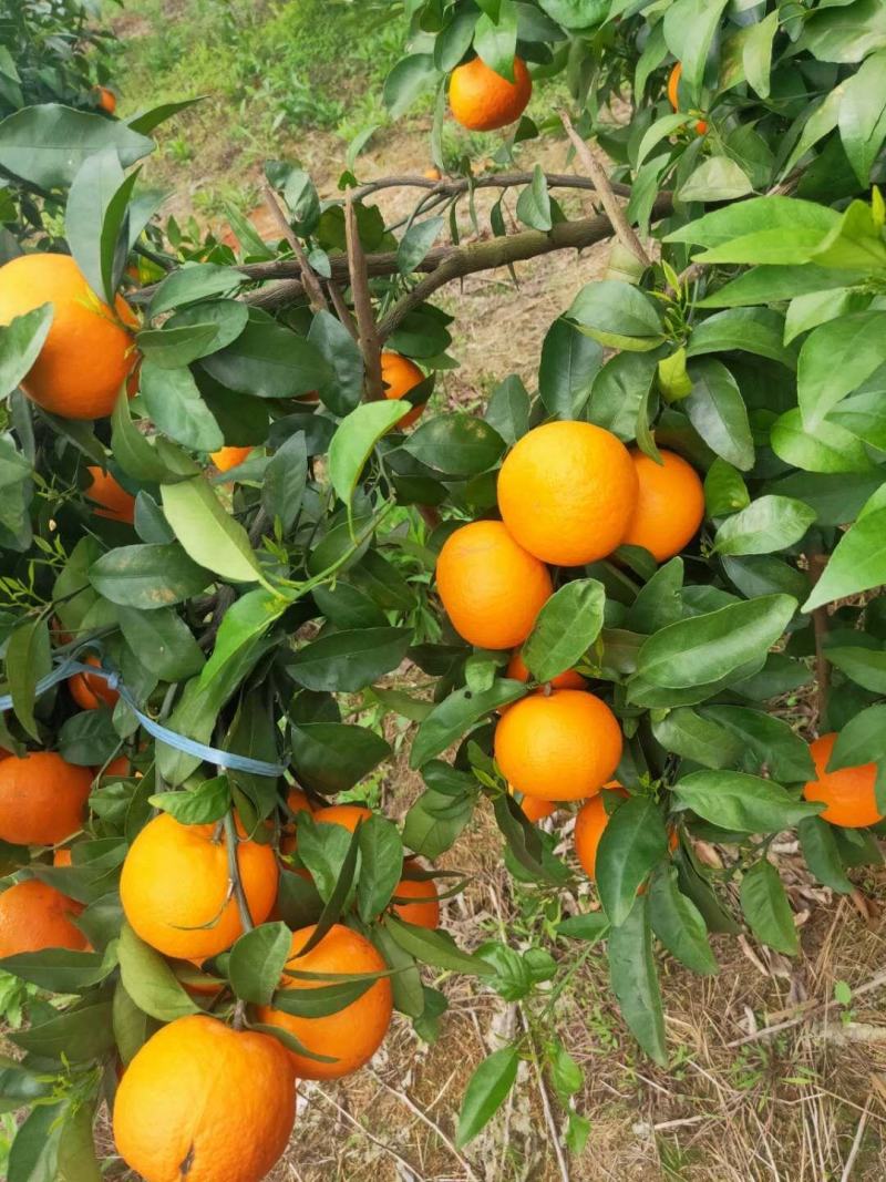 大量沃柑上市啦需要的联系我