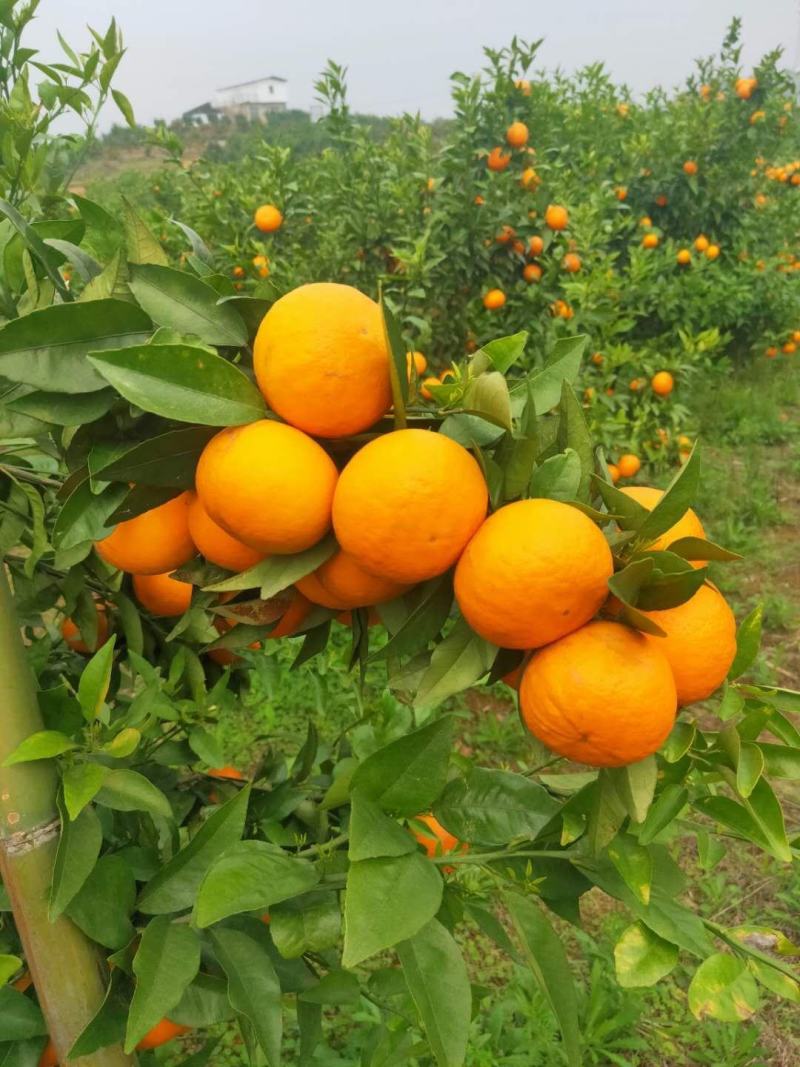 大量沃柑上市啦需要的联系我