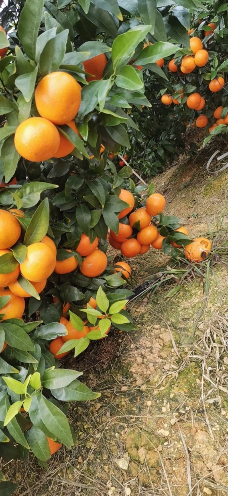 大量沃柑上市啦需要的联系我