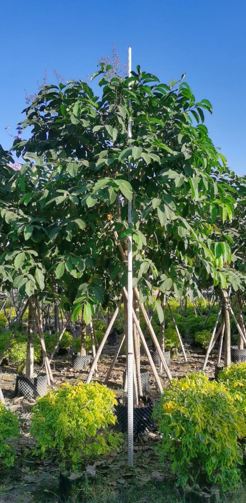 紫薇福建漳州紫薇绿化庭院设计基地直供大小规格袋苗