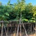 紫薇福建漳州紫薇绿化庭院设计基地直供大小规格袋苗