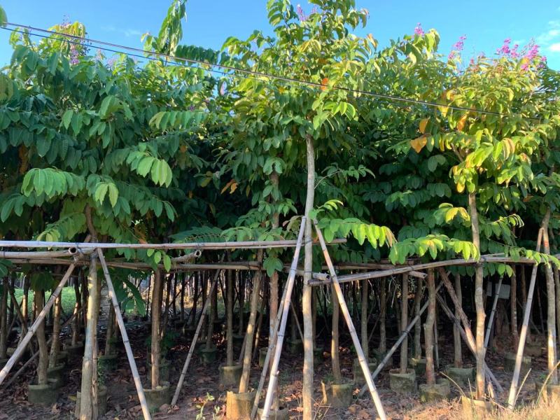 紫薇福建漳州紫薇绿化庭院设计基地直供大小规格袋苗