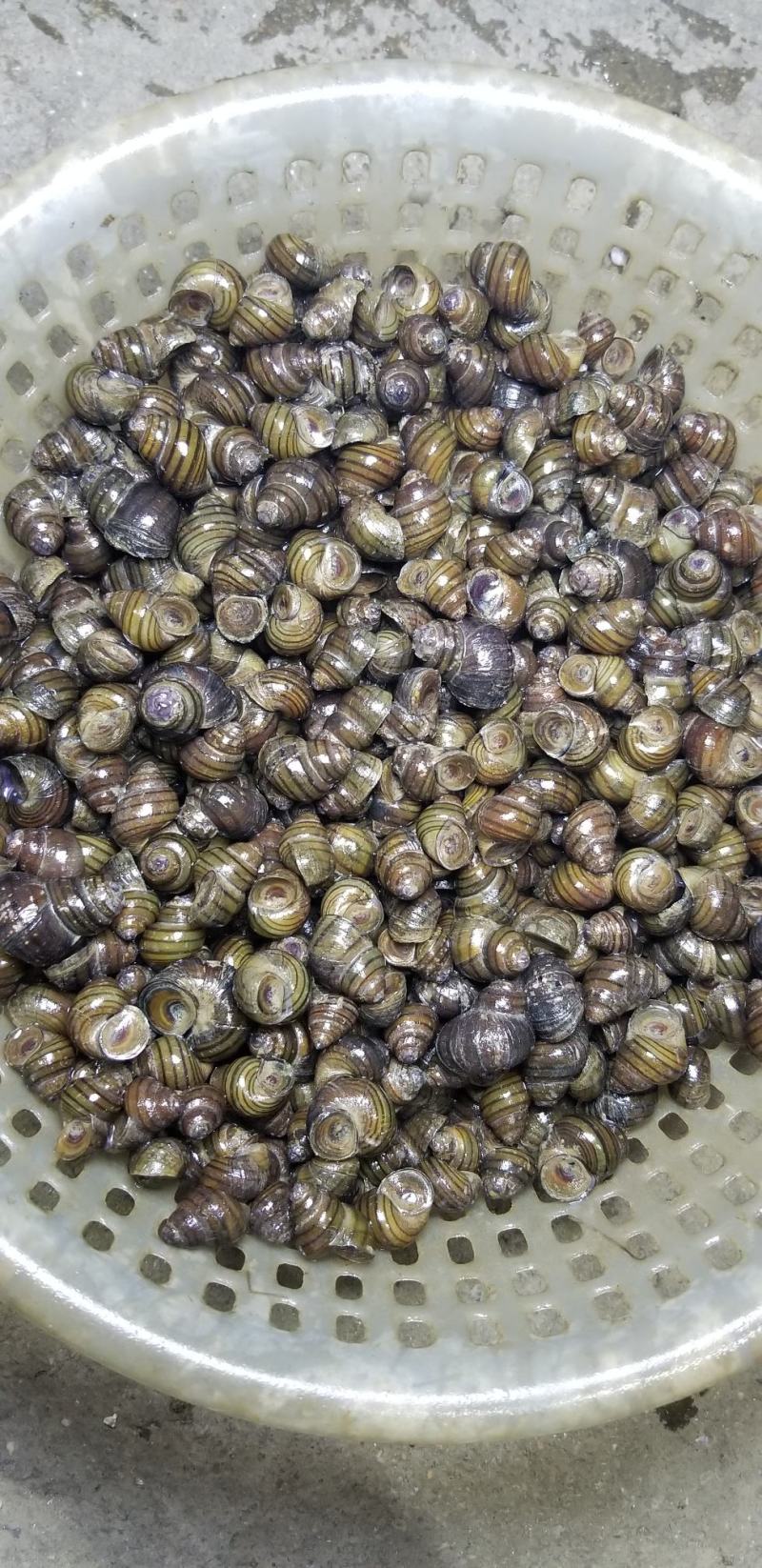 脆螺批发长期有货质量保证本地量大