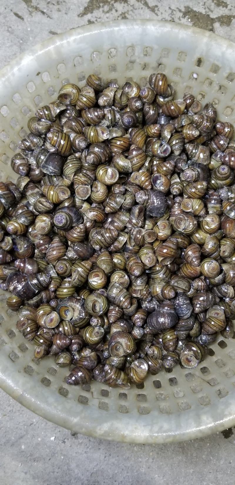 脆螺批发长期有货质量保证本地量大