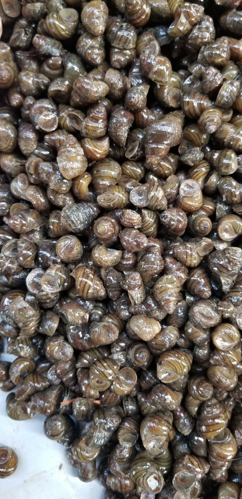 脆螺批发长期有货质量保证本地量大