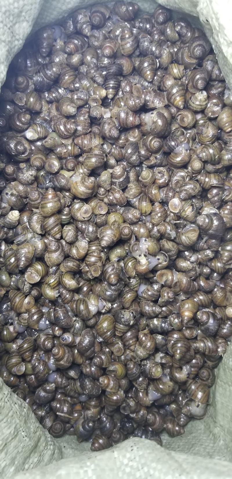脆螺批发长期有货质量保证本地量大