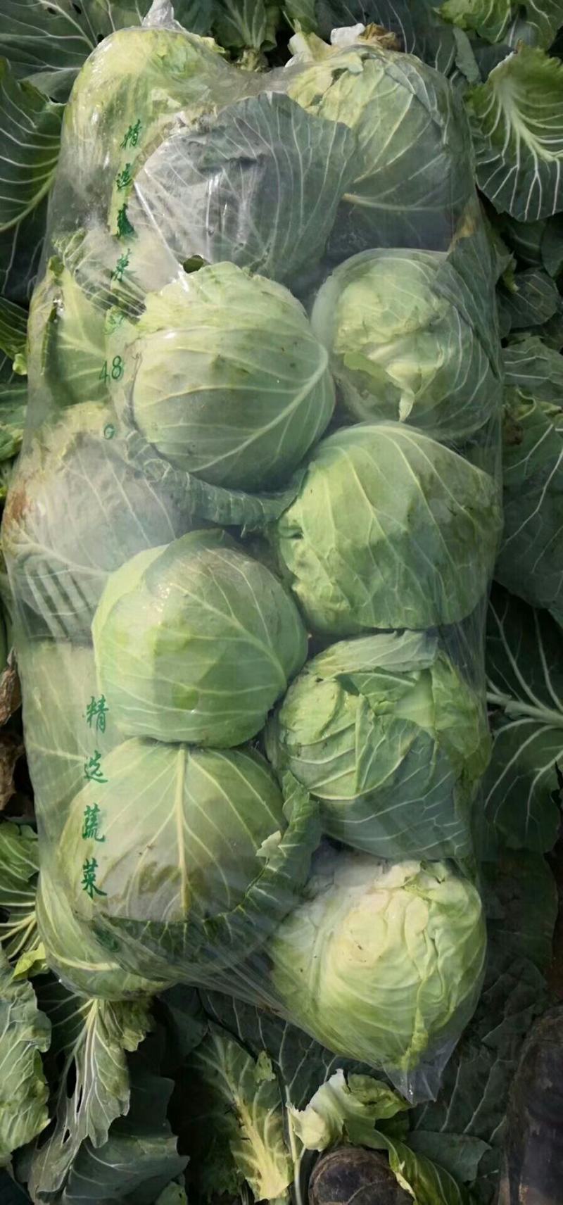 精品甘蓝基地直供菜品好支持市场加工厂量大价优