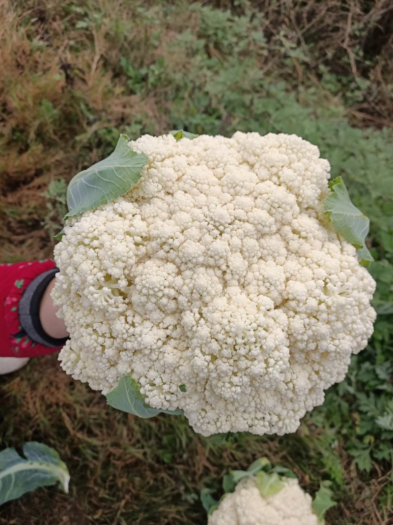 基地散花，花色洁白，小米粒。二斤以上，三斤半以下。