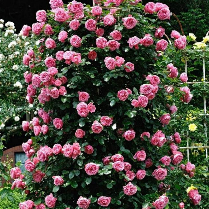 四季开花蔷薇花苗当年开花地栽盆栽庭院阳台攀爬玫瑰花苗大花