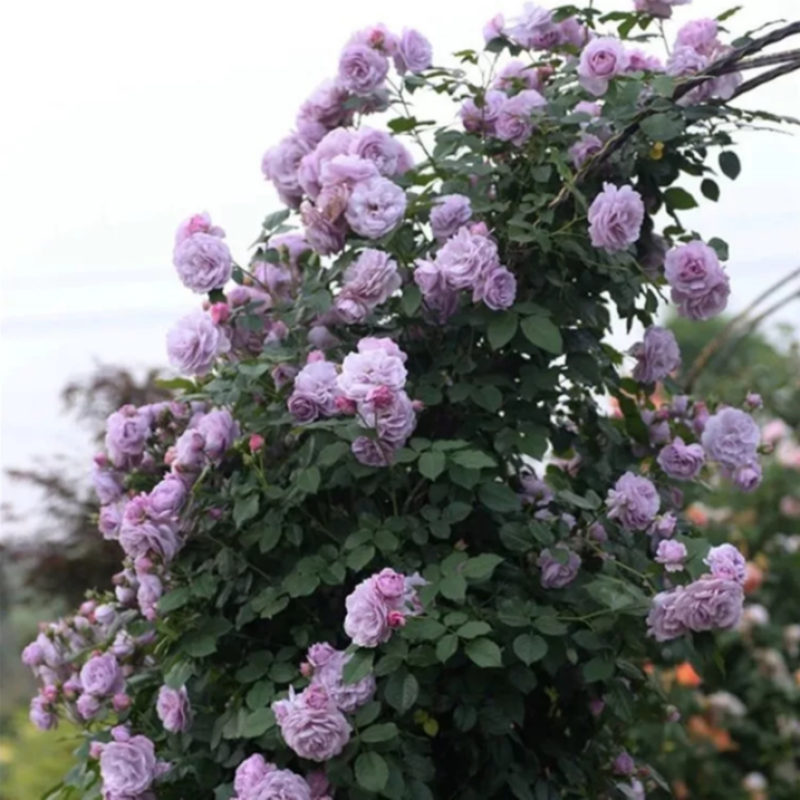 四季开花蔷薇花苗当年开花地栽盆栽庭院阳台攀爬玫瑰花苗大花