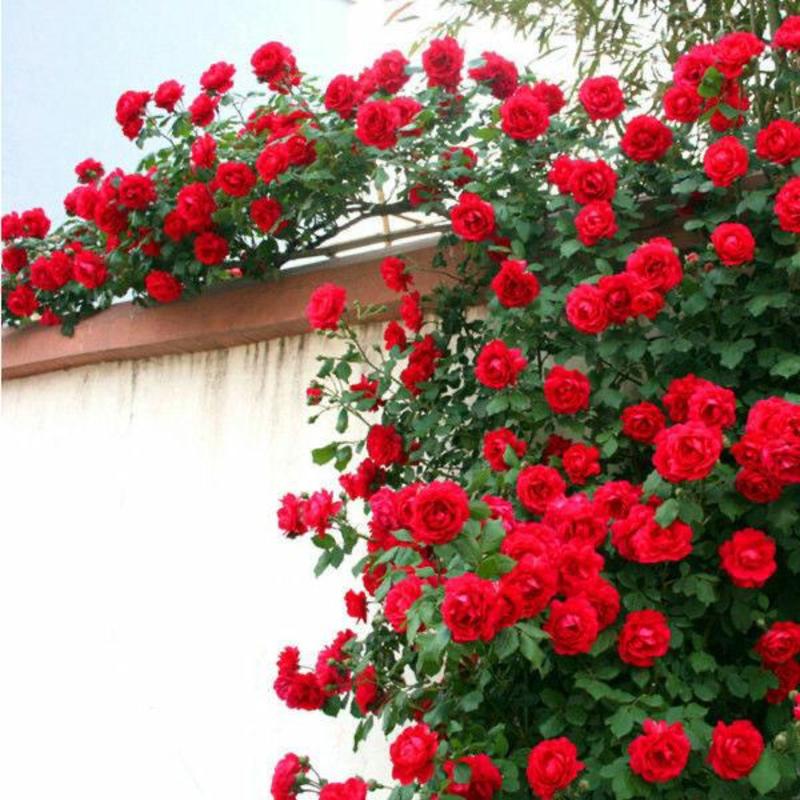 四季开花蔷薇花苗当年开花地栽盆栽庭院阳台攀爬玫瑰花苗大花