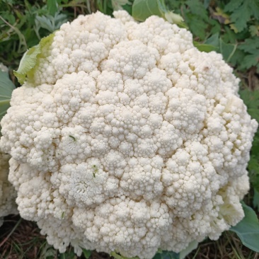 基地散花，花色洁白，小米粒。二斤以上，三斤半以下。
