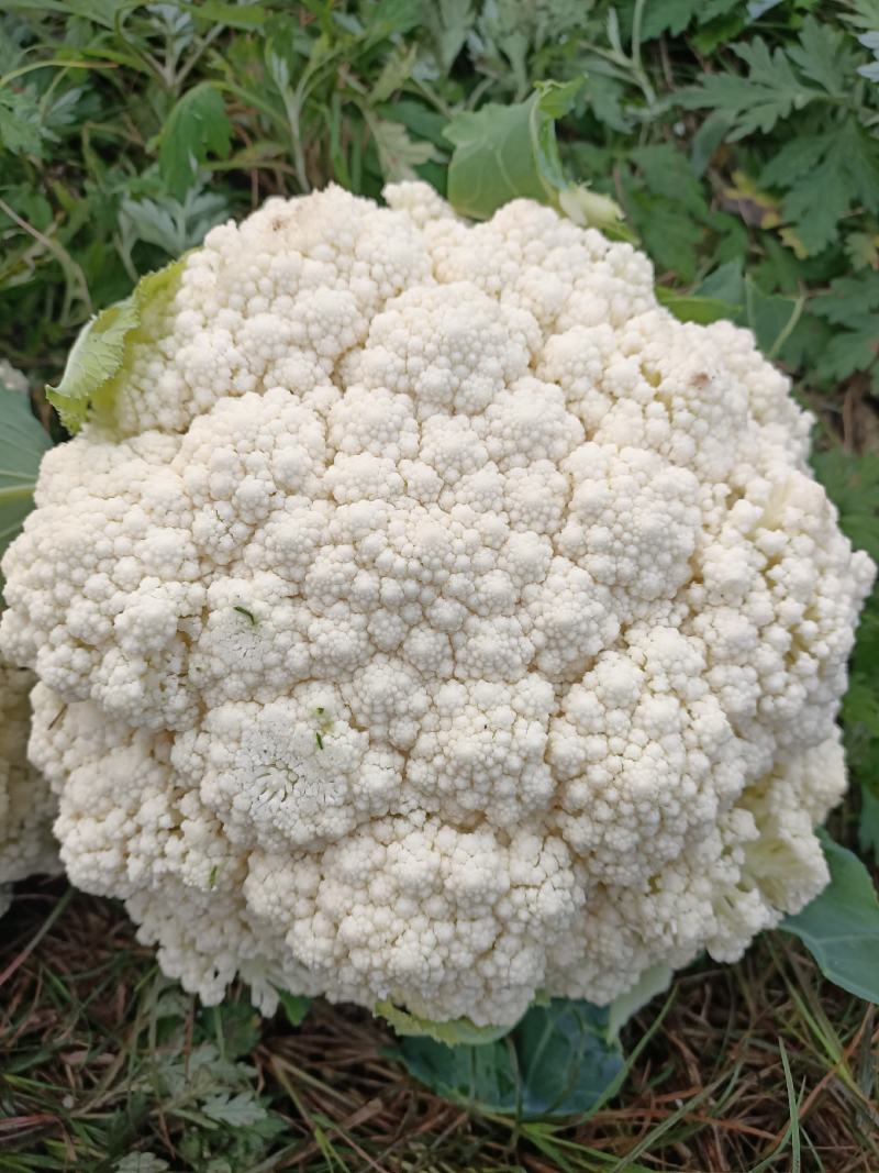 基地散花，花色洁白，小米粒。二斤以上，三斤半以下。