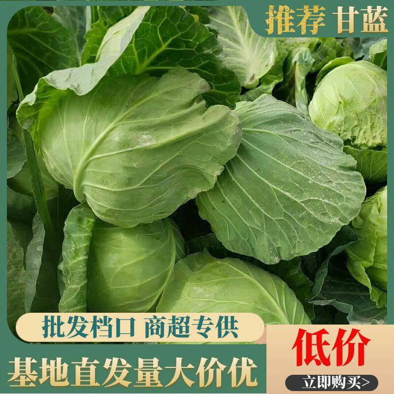 精品甘蓝基地直供菜品好支持市场加工厂量大价优