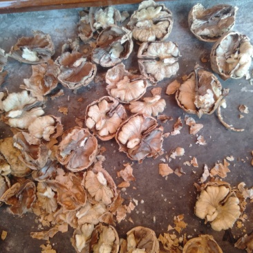 原产地直销，质量保证，价格合理，云南纸皮核桃，薄壳核桃