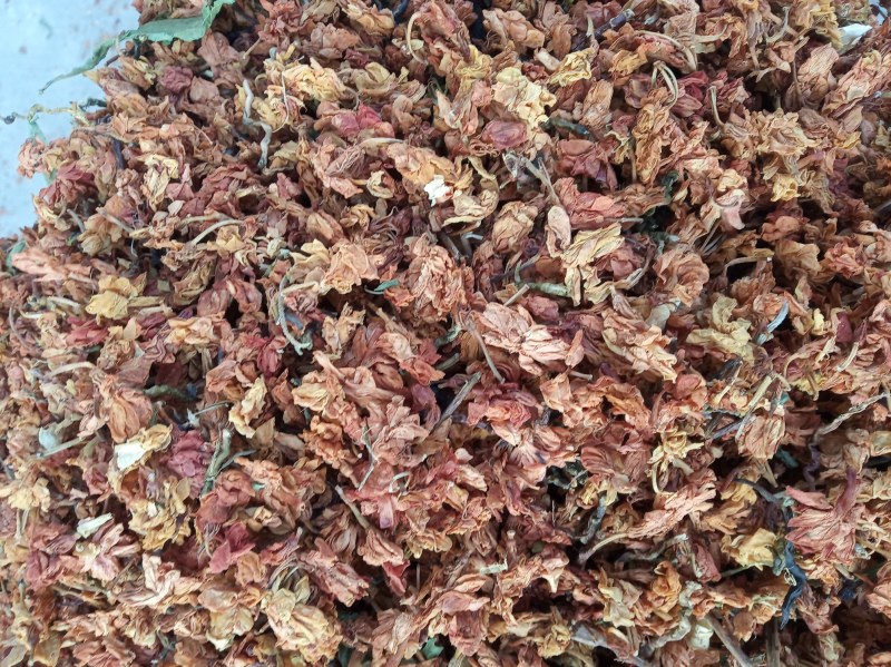 茉莉花红花，新鲜，干净，干货，产地直销
