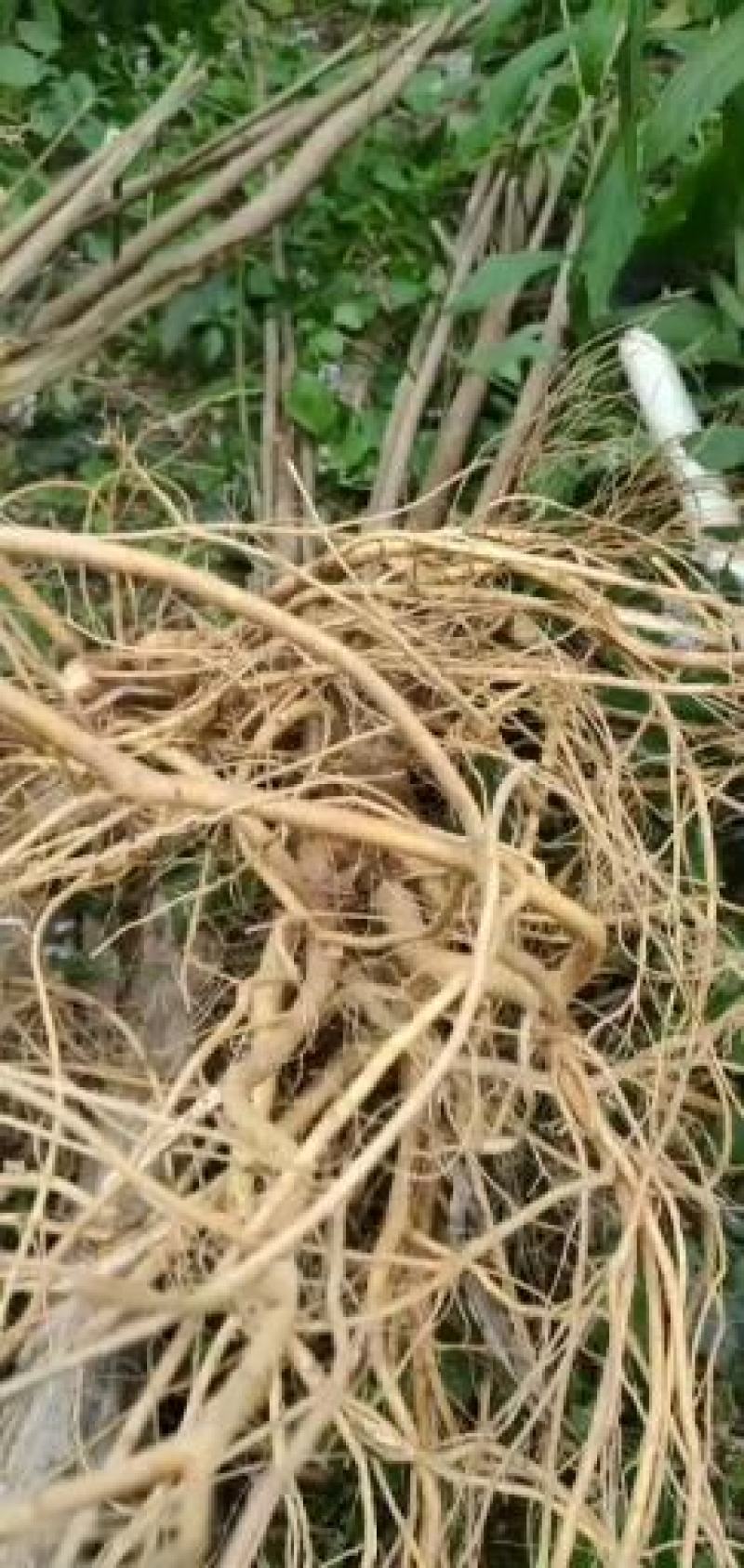长期加工五指毛桃干货，干节干片小扎把大扎把长期加工大量有