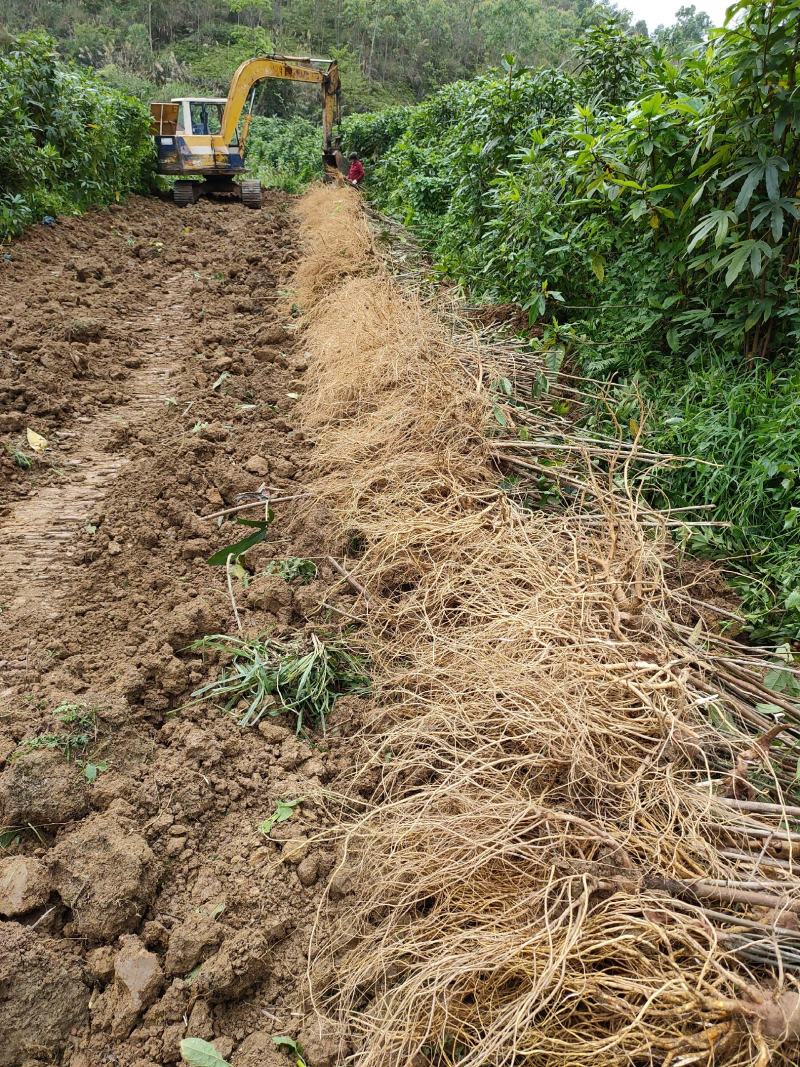 长期加工五指毛桃干货，干节干片小扎把大扎把长期加工大量有