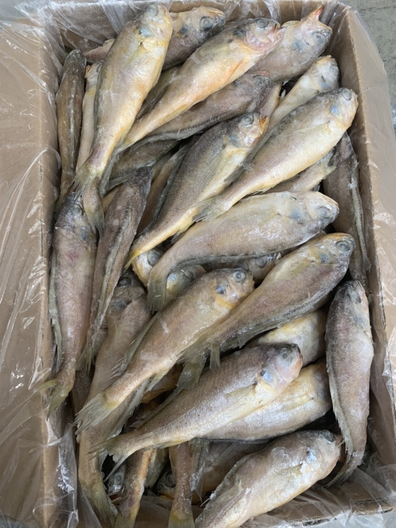 烧烤专用小黄鱼板冻单冻全部有货
