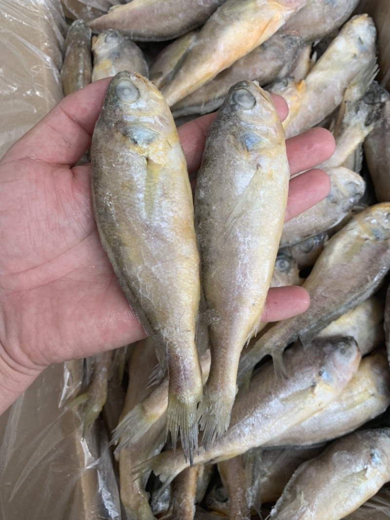 烧烤专用小黄鱼板冻单冻全部有货