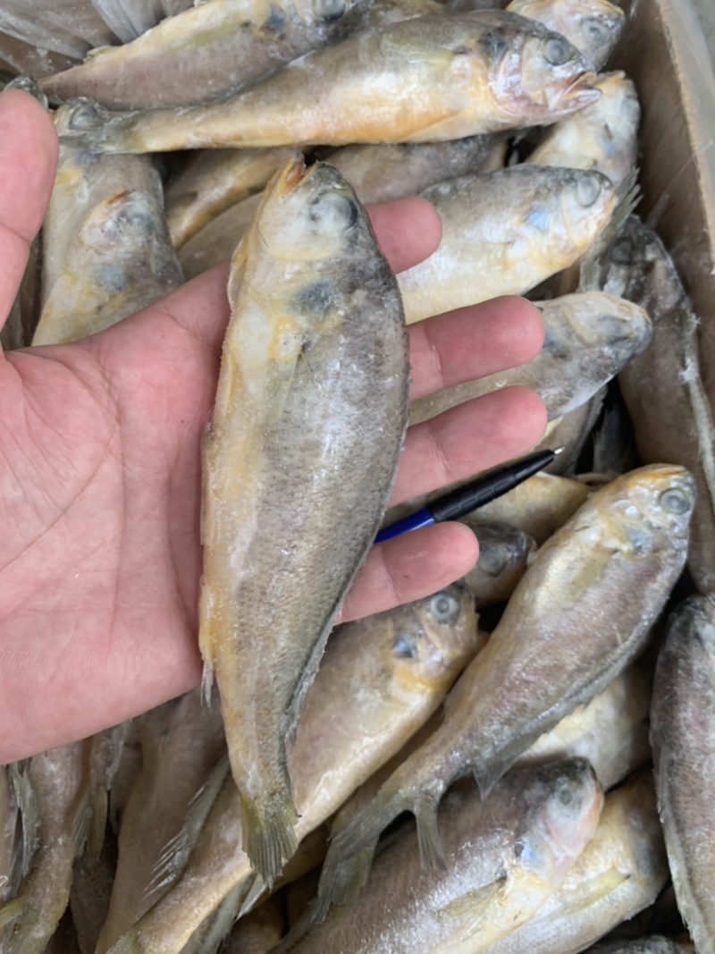 烧烤专用小黄鱼板冻单冻全部有货