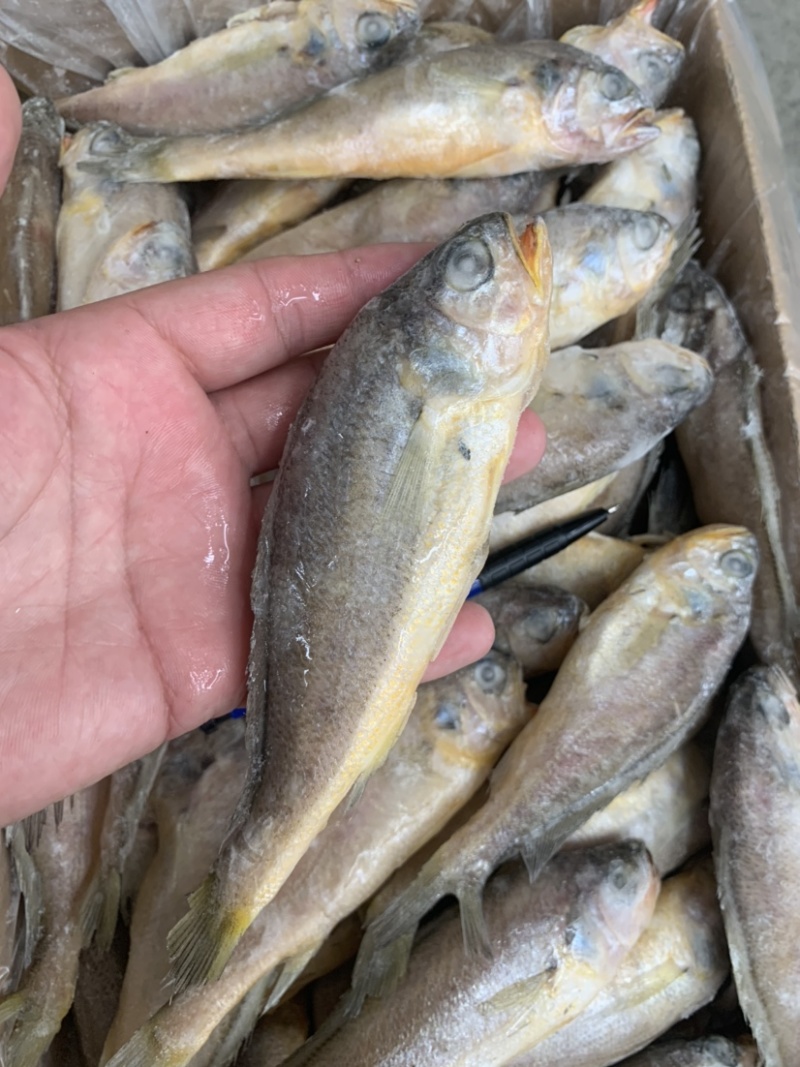烧烤专用小黄鱼板冻单冻全部有货